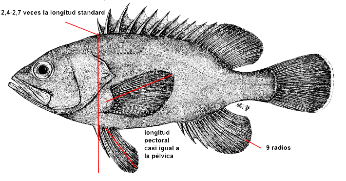 Epinephelus haifensis_01.jpg